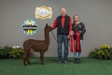 alpaca for sale