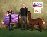 alpaca for sale