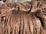 alpaca for sale