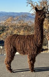 alpaca for sale