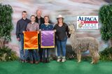 alpaca for sale