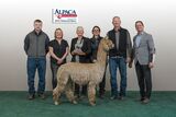 alpaca for sale