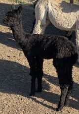 alpaca for sale