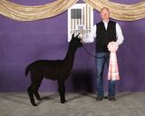 alpaca for sale