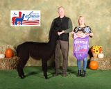alpaca for sale