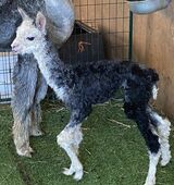 alpaca for sale