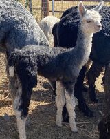 alpaca for sale