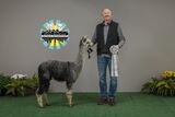 alpaca for sale