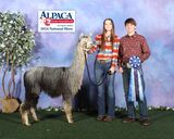 alpaca for sale