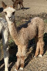 alpaca for sale