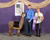 alpaca for sale