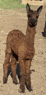 alpaca for sale