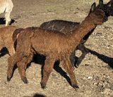 alpaca for sale