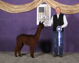 alpaca for sale