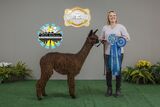 alpaca for sale