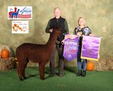 alpaca for sale