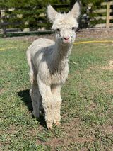 alpaca for sale