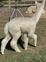 alpaca for sale