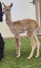 alpaca for sale