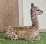alpaca for sale