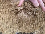 alpaca for sale
