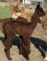 alpaca for sale