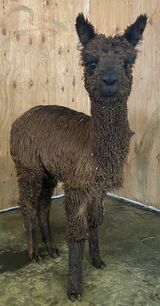 alpaca for sale