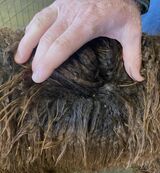 alpaca for sale