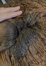 alpaca for sale