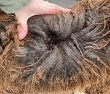 alpaca for sale