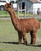 alpaca for sale