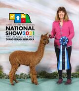 alpaca for sale