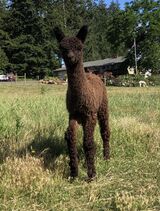 alpaca for sale