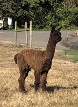 alpaca for sale