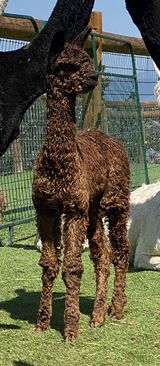 alpaca for sale
