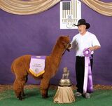 alpaca for sale