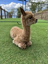 alpaca for sale