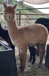 alpaca for sale