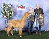 alpaca for sale
