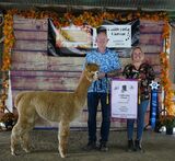 alpaca for sale