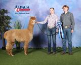 alpaca for sale
