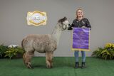 alpaca for sale
