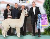 alpaca for sale