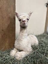 alpaca for sale