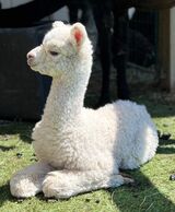 alpaca for sale