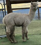 alpaca for sale