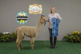 alpaca for sale