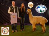 alpaca for sale