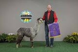 alpaca for sale