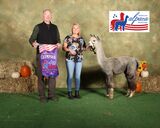 alpaca for sale